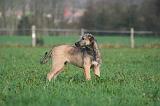 IRISH WOLFHOUND 257